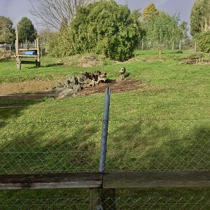 African Wild Dog Exhibit
