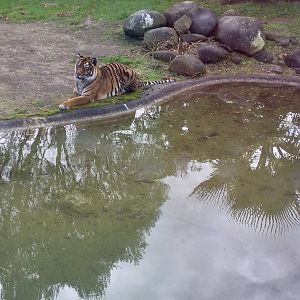 Female Sumatran tiger (Kirana)