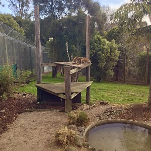 Female Sumatran tiger (Sali)
