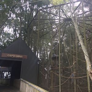 Brown Capuchin Exhibit