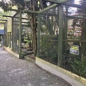 New Zealand Predator Exhibits (Opening Soon)