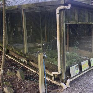 Hochstetter's Frog Complex