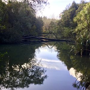 New Zealand Wetlands Exhibit
