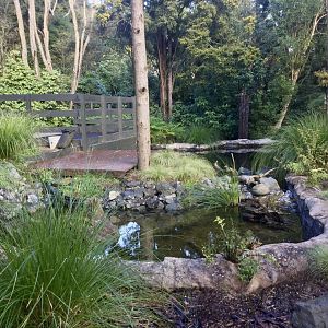 New Zealand Longfin Eel Pond (New)
