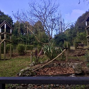 Nepalese Red Panda Exhibit