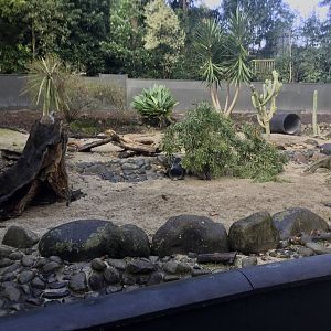 Slender-tailed Meerkat Exhibit