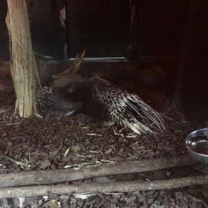 Cape Porcupine (Nursing Young)
