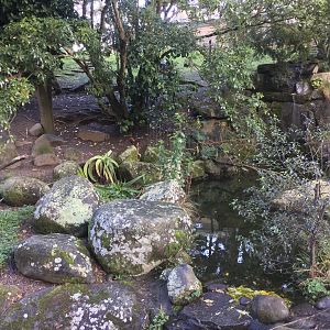 Ring-tailed Lemur Exhibit