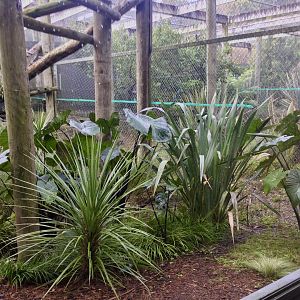 Third Fishing Cat Exhibit