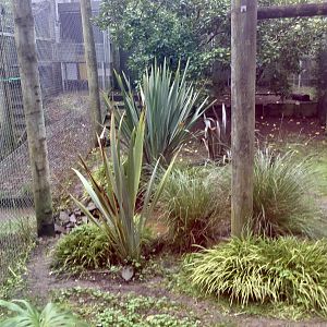 Second Fishing Cat Exhibit