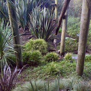 First Fishing Cat Exhibit