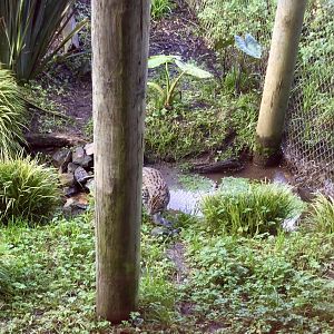Female Fishing Cat (Indah)