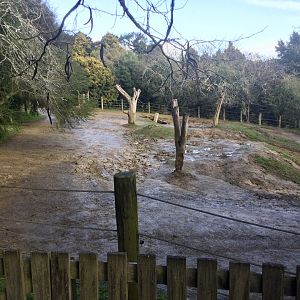 Side Paddock - Southern White Rhinoceros Exhibit