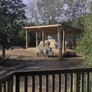 Rhino Shelter - Southern White Rhinoceros Exhibit