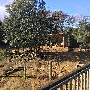 Upper Paddock - Southern White Rhinoceros Exhibit