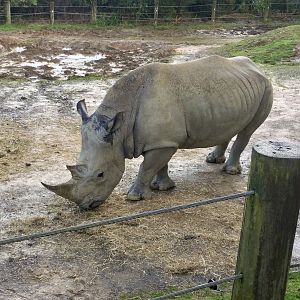 Male Southern white rhinoceros (Samburu)