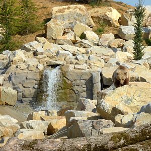 Brown bear in exhibit