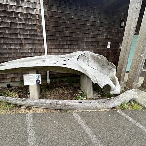 Charleston Marine Life Center