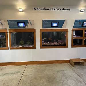 Charleston Marine Life Center