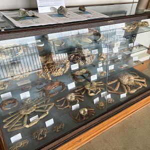 Charleston Marine Life Center