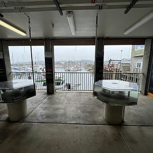 Charleston Marine Life Center