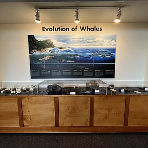 Charleston Marine Life Center