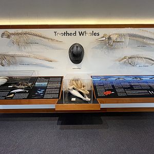 Charleston Marine Life Center