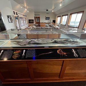 Charleston Marine Life Center