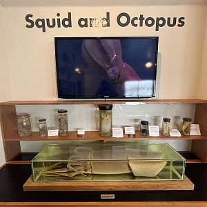 Charleston Marine Life Center