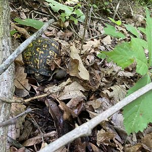Eastern Box Turtle - Brown County State Park