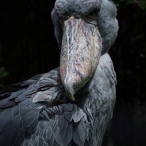 Shoebill