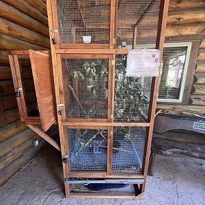 House Sparrow Outdoor Aviary