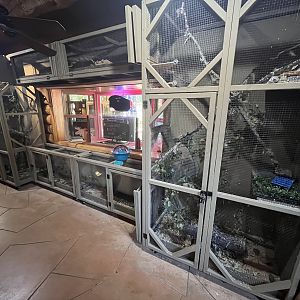 House Sparrow Indoor Aviary