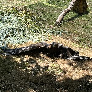 Golden Eagle - out for a demonstration