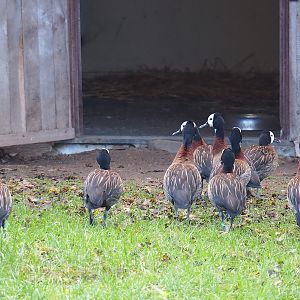 White-faced whistling ducks (Dendrocygna viduata), 2022-12-27