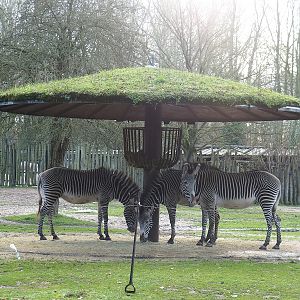 Grevy'z zebra feeding stand with living roof, 2022-12-27