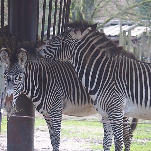 Grévy's zebras (Equus grevyi), 2022-12-27