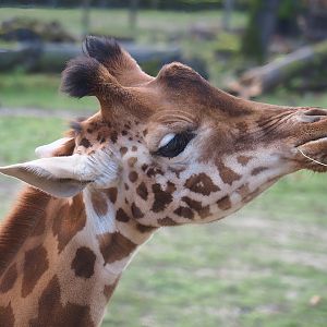 Kordofan giraffe (Giraffa camelopardalis antiquorum), 2022-12-27