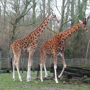 Kordofan giraffes (Giraffa camelopardalis antiquorum), 2022-12-27