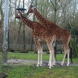 Kordofan giraffes (Giraffa camelopardalis antiquorum), 2022-12-27