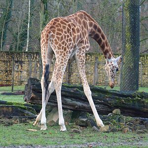 Kordofan giraffe (Giraffa camelopardalis antiquorum), 2022-12-27
