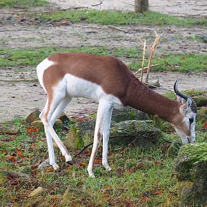 Mhorr gazelle (Nanger dama mhorr), 2022-12-27