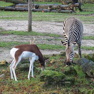 Mhorr gazelle (Nanger dama mhorr) and Hartmann's mountain zebra (Equus zebra hartmannae), 2022-12-27