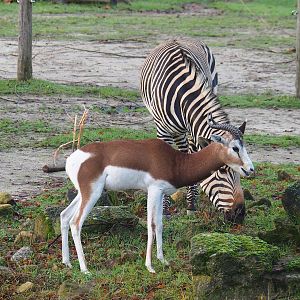 Mhorr gazelle (Nanger dama mhorr) and Hartmann's mountain zebra (Equus zebra hartmannae), 2022-12-27