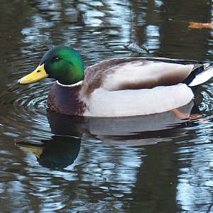 Wild Mallard drake (Anas platyrhynchos), 2022-12-27