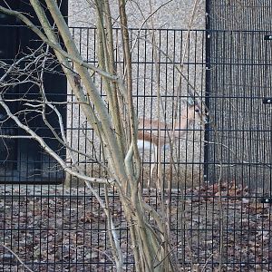 Saharan dorcas gazelle (Gazella dorcas osiris), 2022-12-27