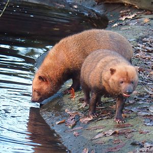 Bush dogs (Speothos venaticus), 2022-12-27