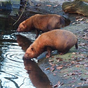 Bush dogs (Speothos venaticus), 2022-12-27