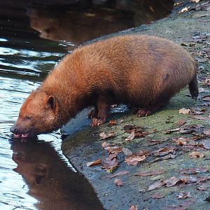 Bush dog (Speothos venaticus), 2022-12-27