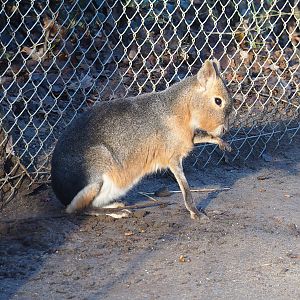 Patagonian mara (Dolichotis patagonum), 2022-12-27